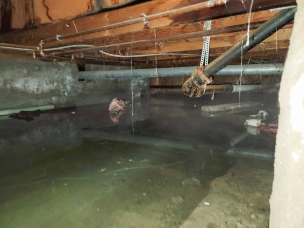 Best Basement water damage restoration  in East Sparta, OH