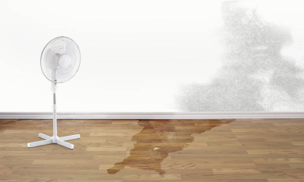 Best Water damage restoration company  in East Sparta, OH